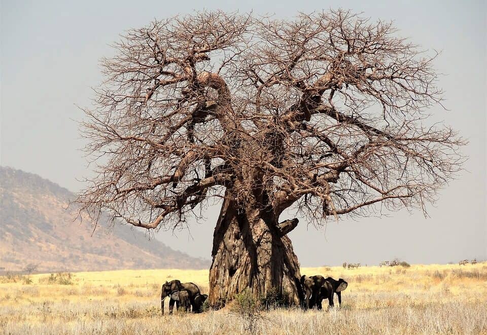 In Search of the Baobab Tree