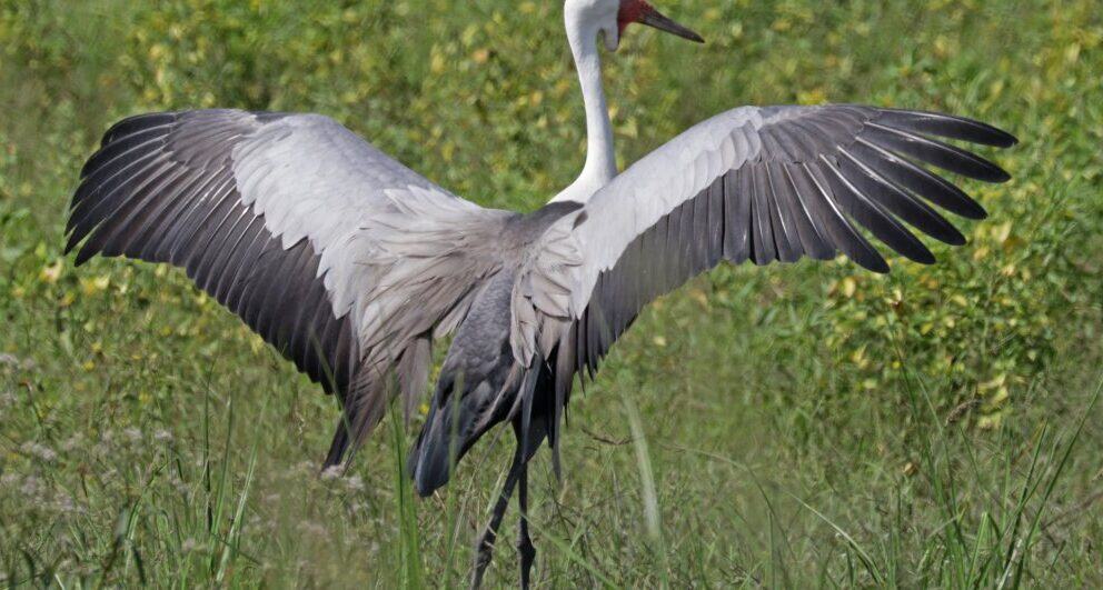 Five Birds to look out for on the Okavango