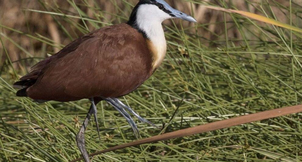 Five Birds to look out for on the Okavango