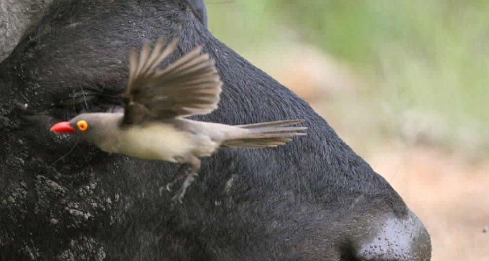 Five Birds to look out for on the Okavango