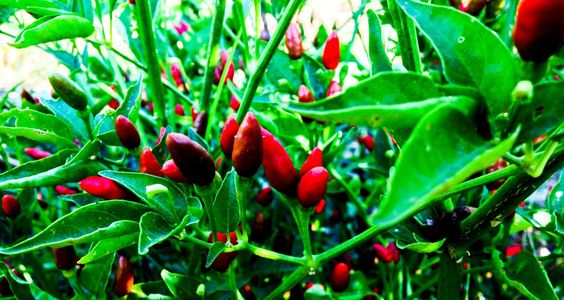 Mozambique’s Obsession With Peri-Peri