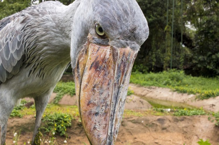 What in the world is a Shoebill?