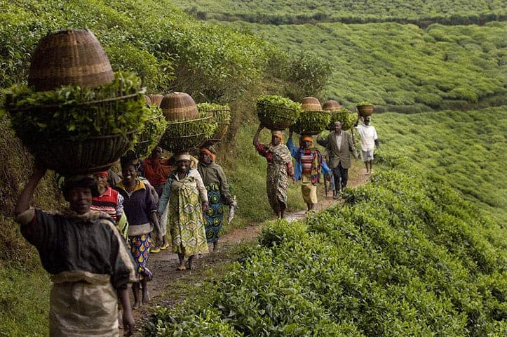 Rwanda: A Look at Africa’s Tea Capital