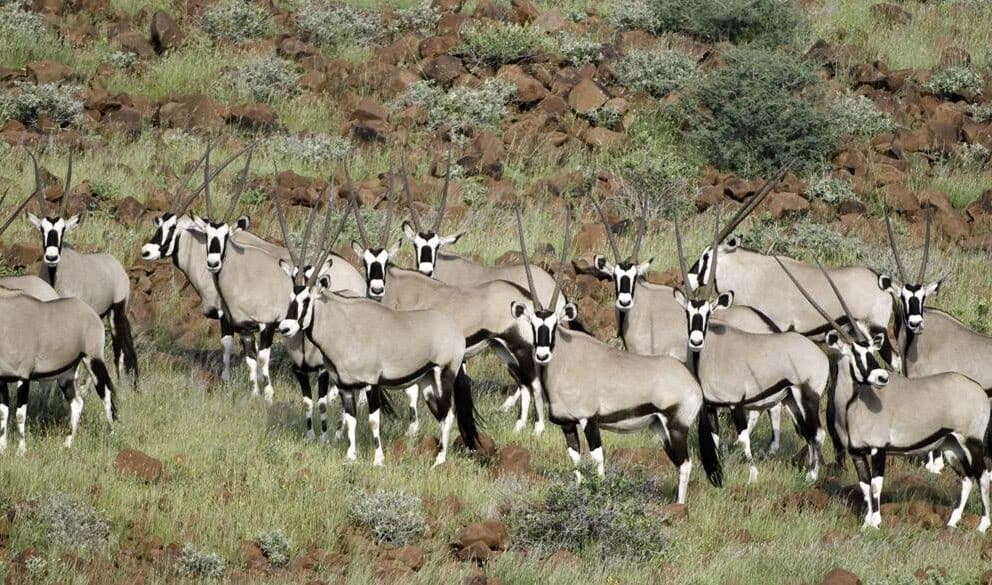 Luxury Lodge of the Week: Damaraland Camp, Namibia