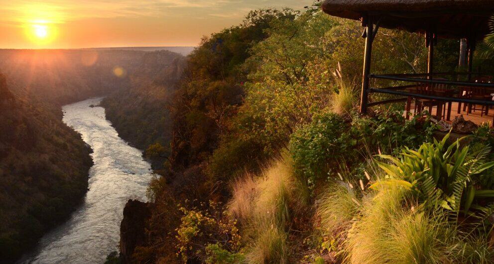The Zambian lovebird that made its way into our homes