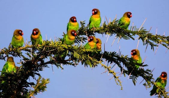 The Zambian lovebird that made its way into our homes