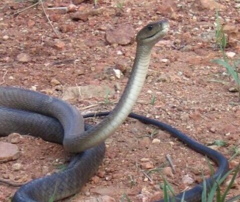 Five frightful African snakes that are really quite beautiful