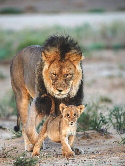 Four thrilling activities to try in the Northern Cape of South Africa