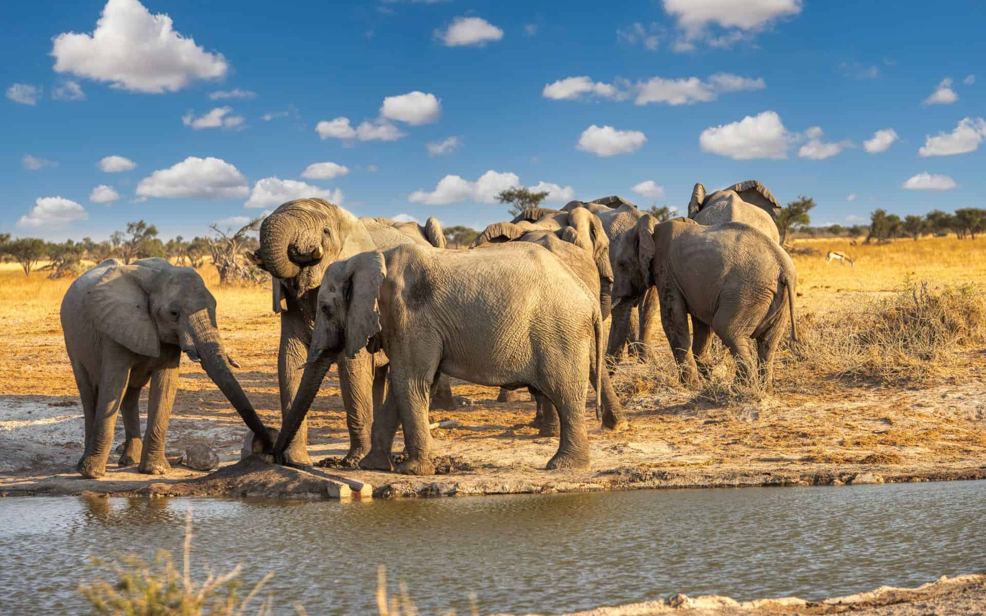 Elephants in Khutse Game Reserve, a national park in Botswana which can be seen on a Kalahari safari