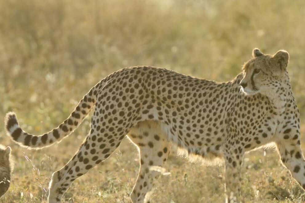 serengeti-wildlife-photography
