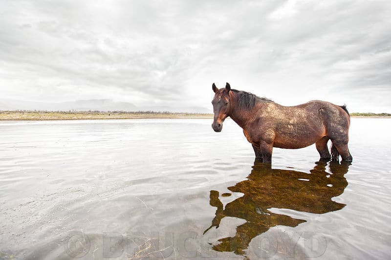 The wild horses of the Overberg