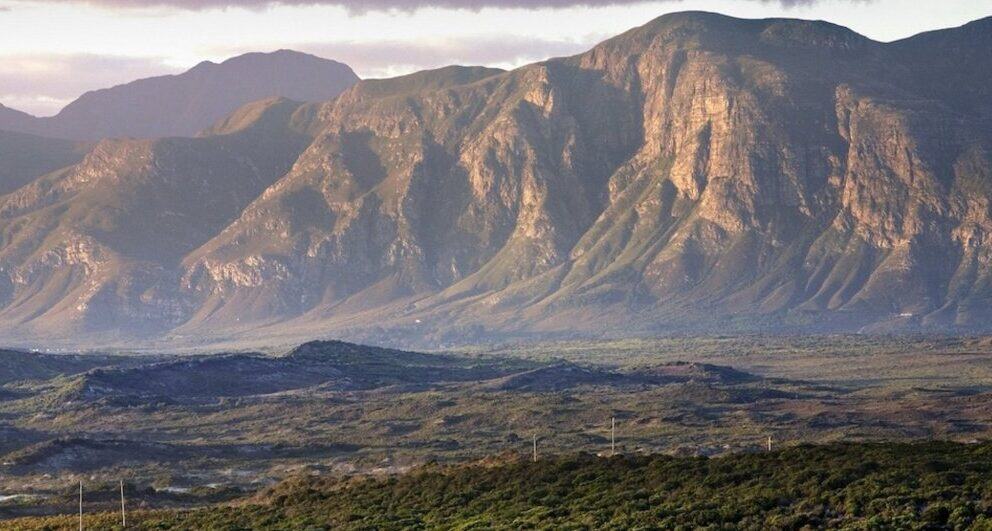 The wild horses of the Overberg