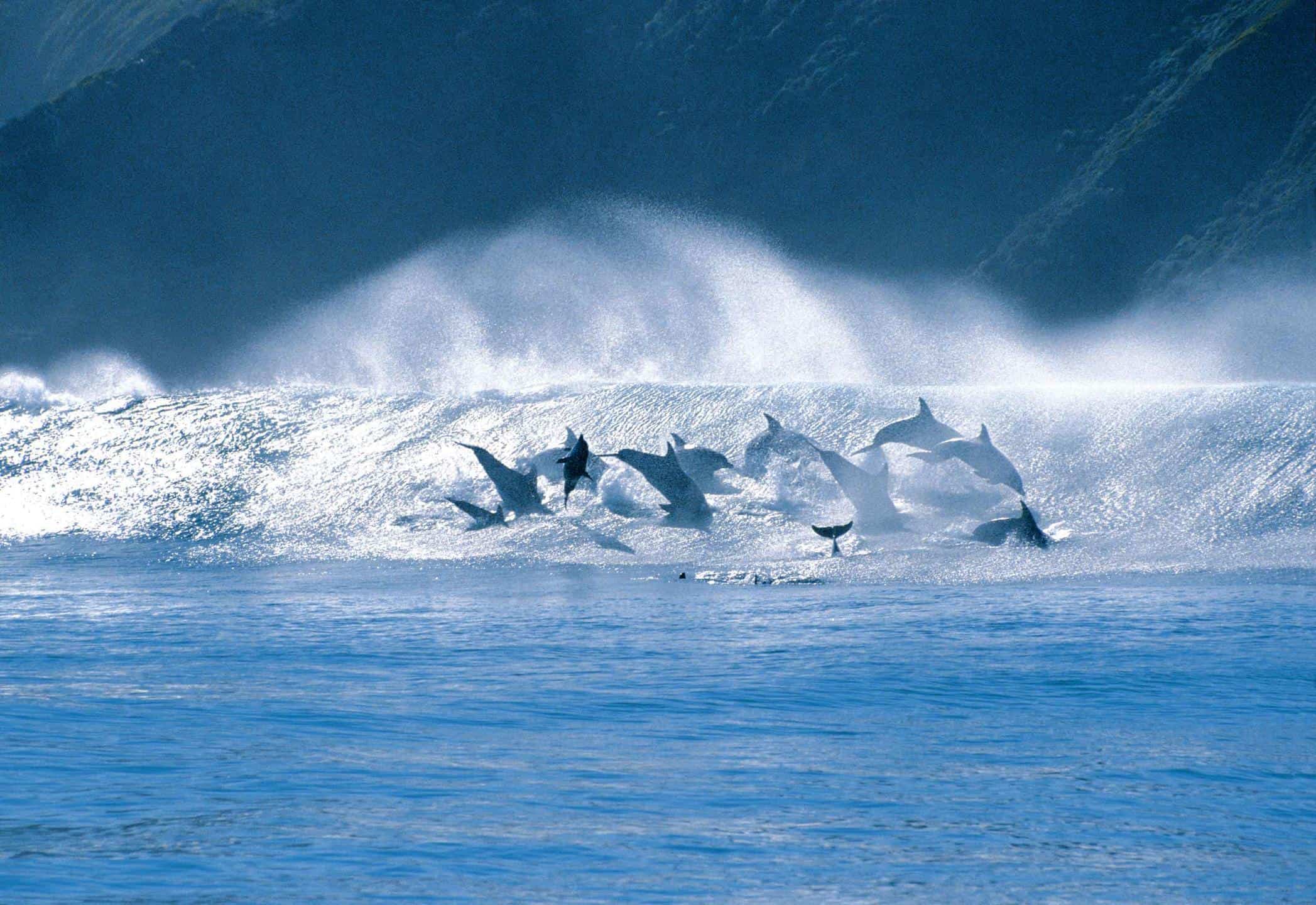 Dolphins leaping out of the ocean along the Garden Route, South Africa