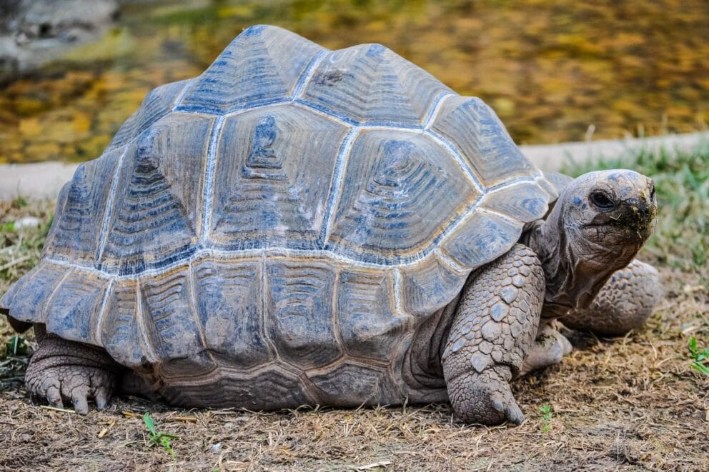 Aldabra giant tortoises | Photo: scrisman via Canva