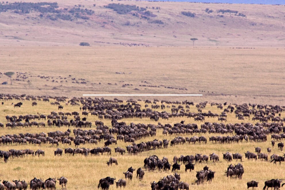 Large wildebeest herd on the plains of Masai Mara, Kenya.