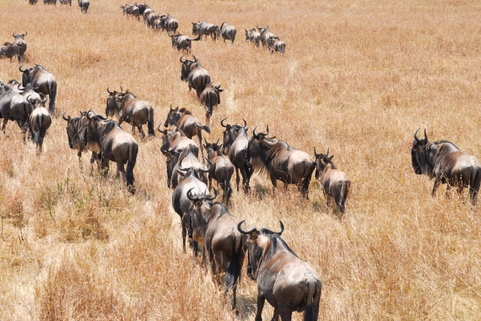 Wildebeest herd in Masai Mara, Kenya.