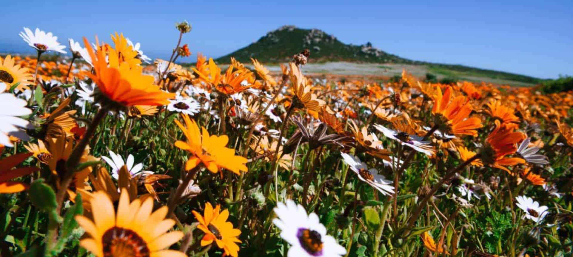 Wildflowers in the West Coast National Park