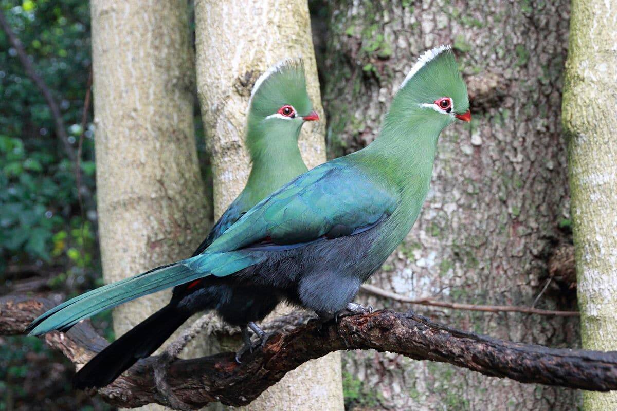 Two Knysna Turacos sitting on a branch together as seen on a birding safari