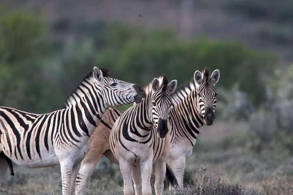 Zebra in Karoo National Park.