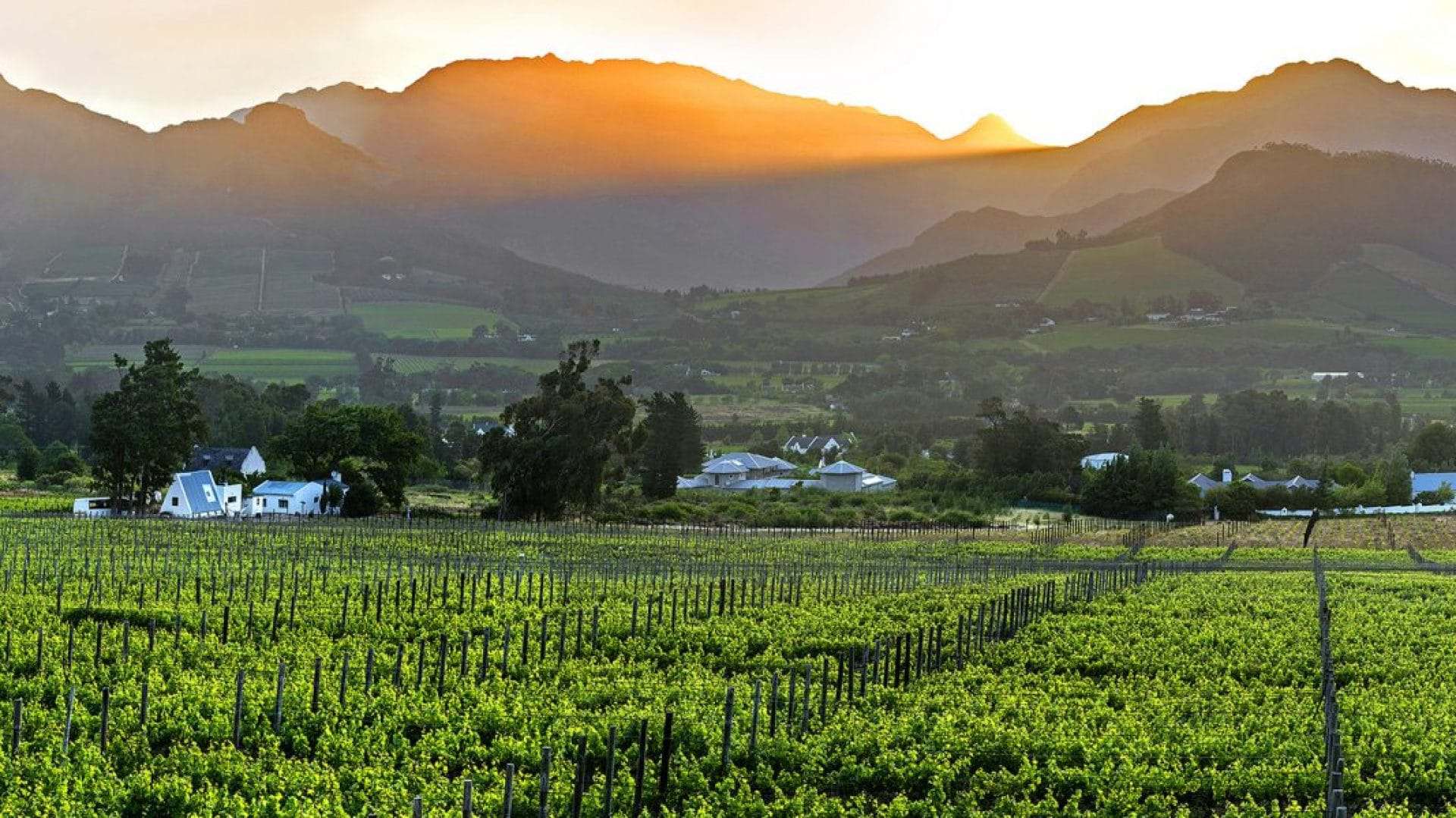 Vineyard in the Cape Winelands along the Garden Route, South Africa
