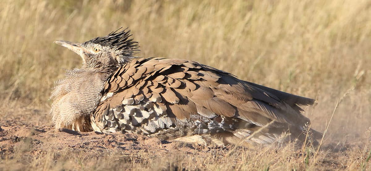A Kori Bustard in a veld of South Africa, a South Africa wildlife species of bird one can spot during safaris.