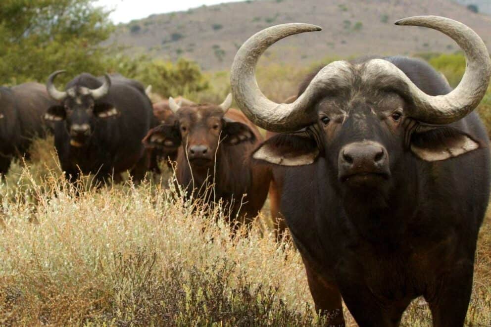 A herd of Cape buffalo.