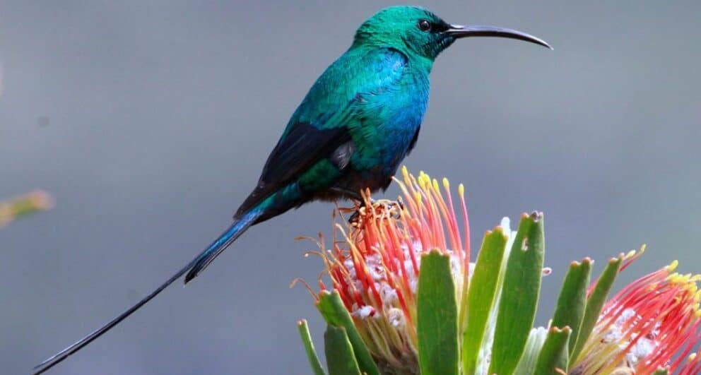 Trekking Mount Kilimanjaro
