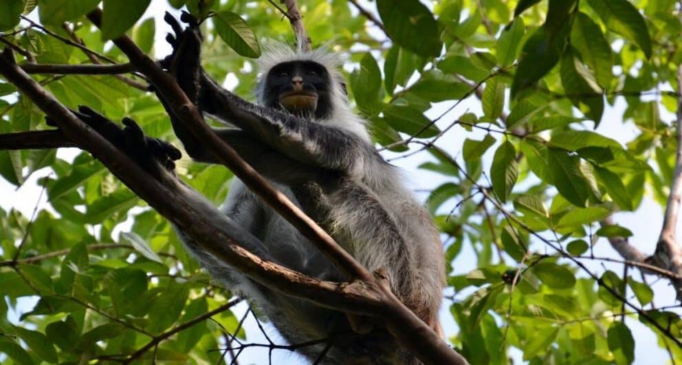 Monkey in a tree in Jozani Chwaka Bay National Park, Zanzibar