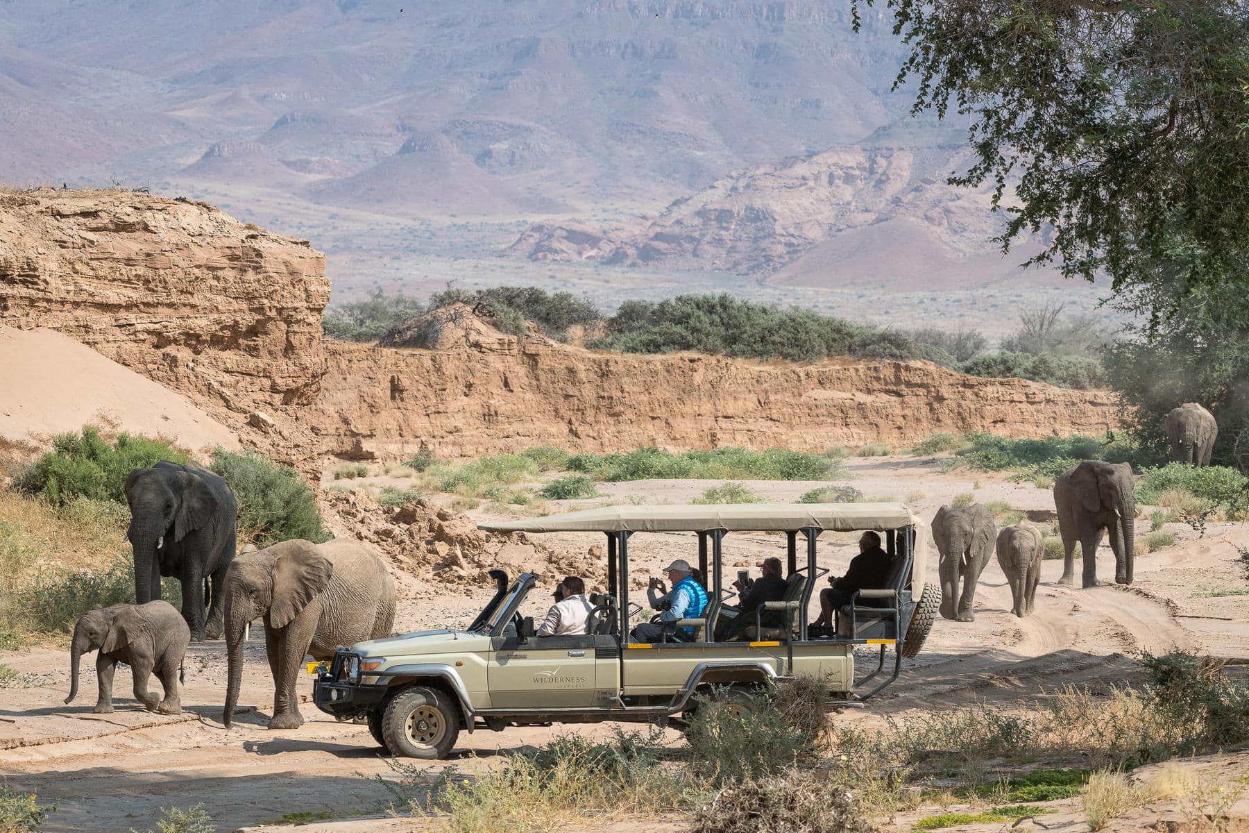 Elephants as seen on a game drive in Damaraland. They are just a small portion of Namibia wildlife. 