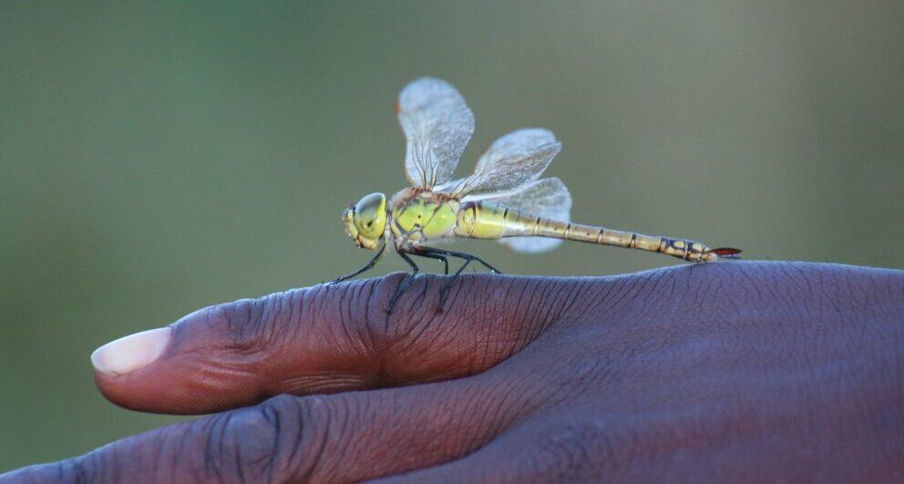 Mokoro rides are a lot of fun and here’s why