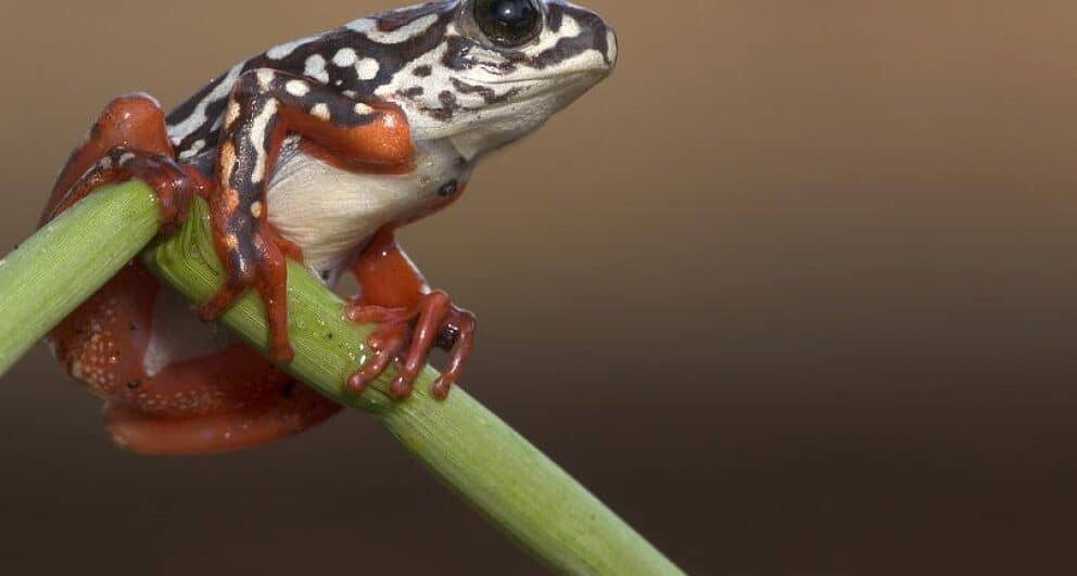 Mokoro rides are a lot of fun and here’s why