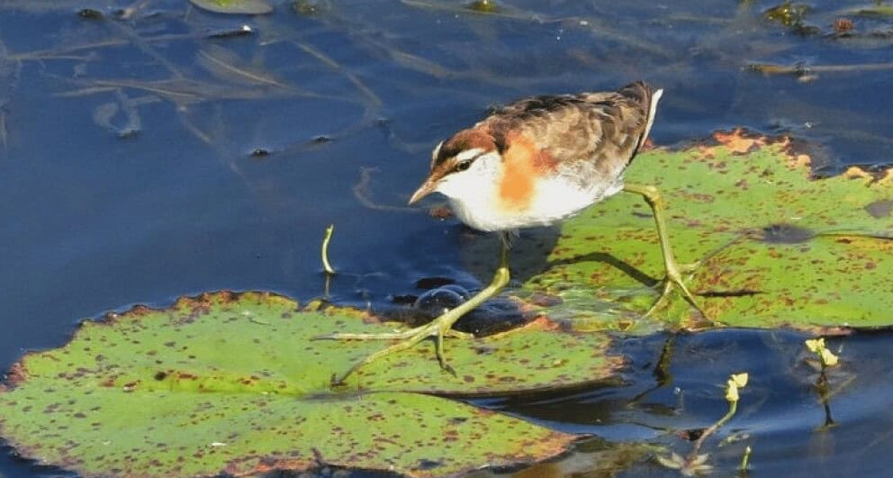 Mokoro rides are a lot of fun and here’s why