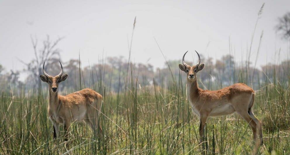 Mokoro rides are a lot of fun and here’s why