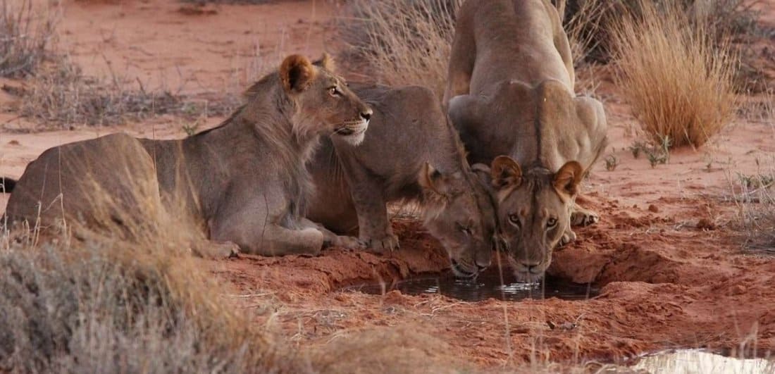 Lions in the Kgalagadi Transfrontier Park. This can be seen on a Kalahari Safari