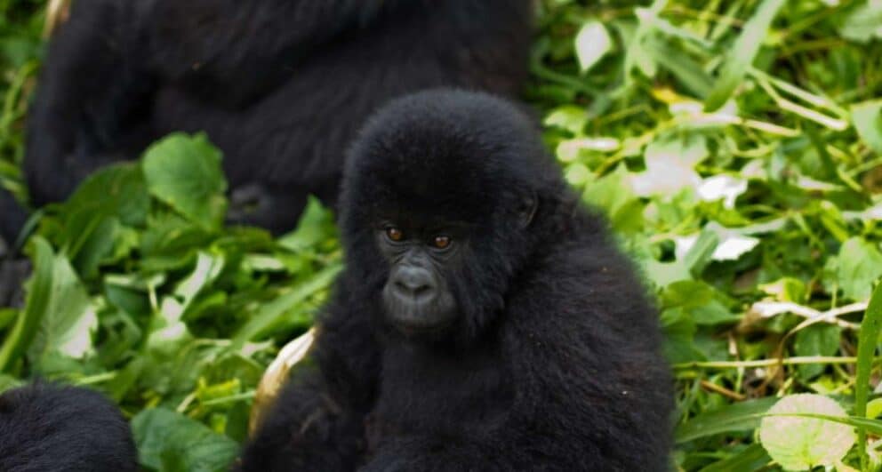 Seven things you should know before travelling to Volcanoes National Park