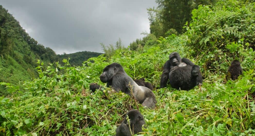 Seven things you should know before travelling to Volcanoes National Park
