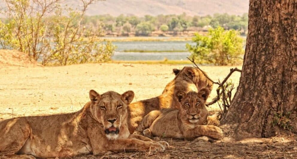 Four of the best things about Victoria Falls