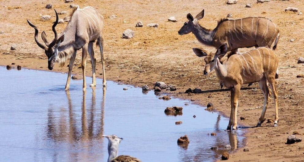Five interesting facts about Etosha National Park