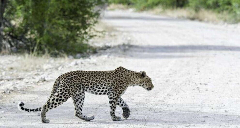 Five interesting facts about Etosha National Park