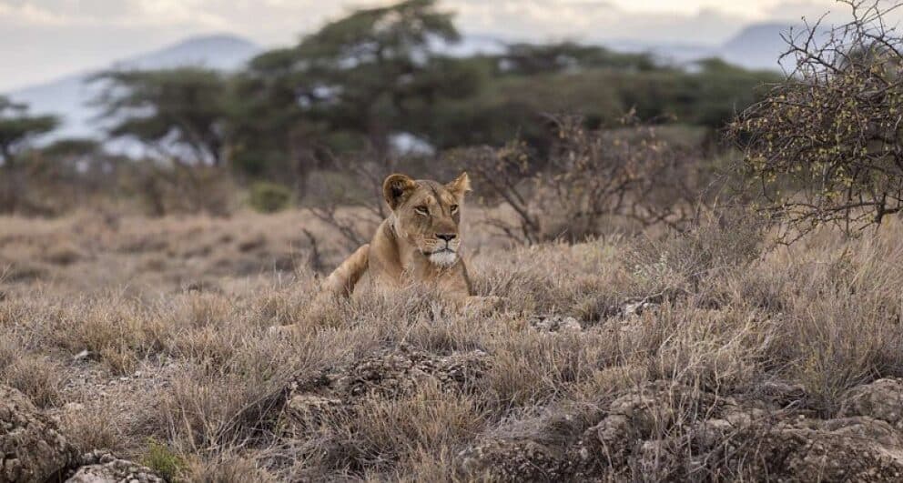 All you need to know about the Loita Migration