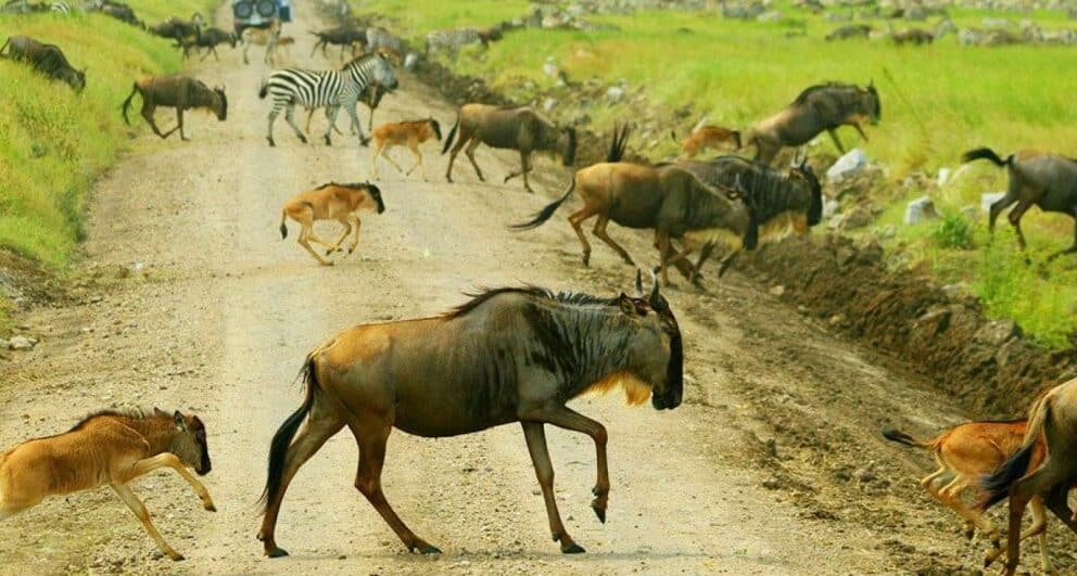 All you need to know about the Loita Migration