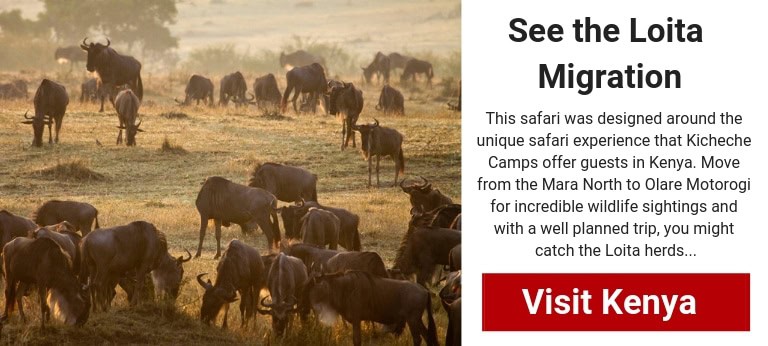 All you need to know about the Loita Migration