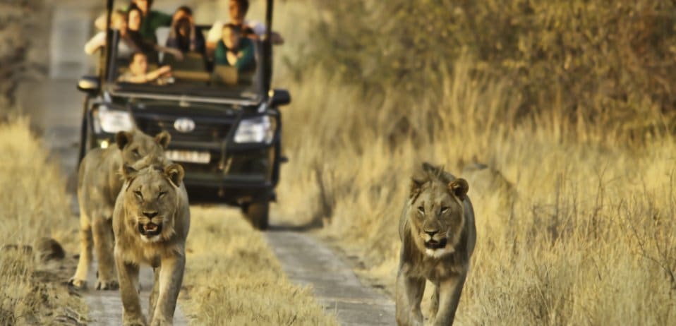 Lions in front of safari vehicle in the Kruger National Park