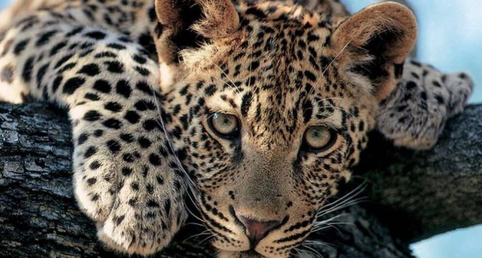 Five reasons why the Kruger should be on the top of your safari list