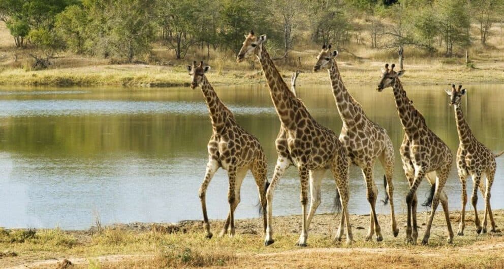 Five reasons why the Kruger should be on the top of your safari list