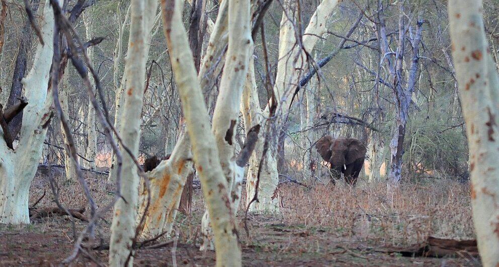 elephant tracking in pafuri credit anton crone