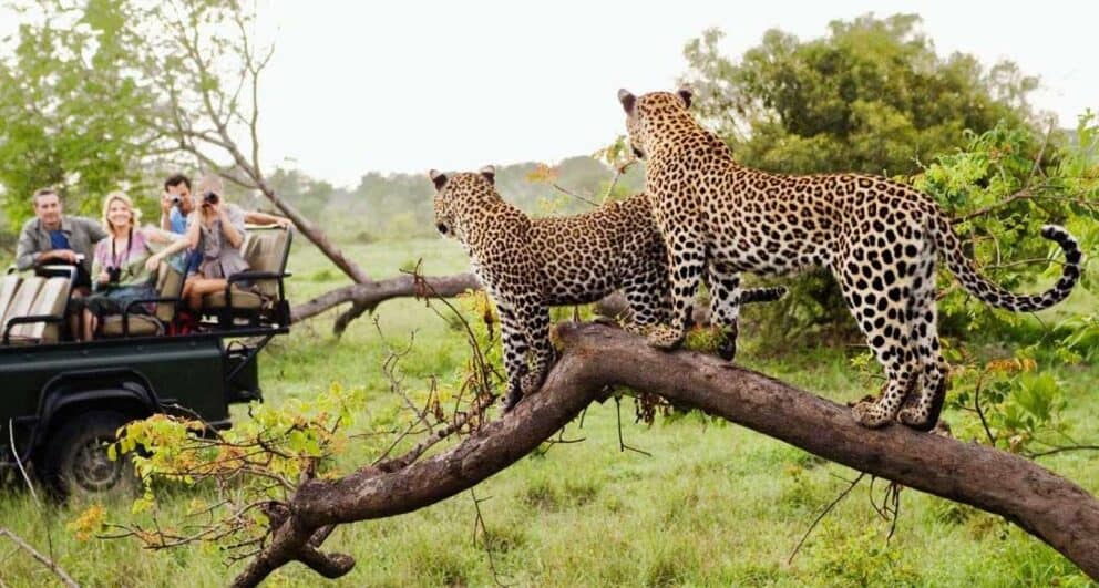 kruger national park safari game drive leopard sighting