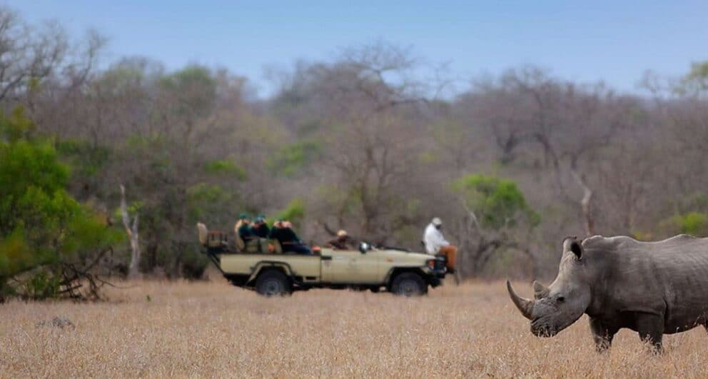 kruger national park safari south africa tintswalo safari lodge rhino