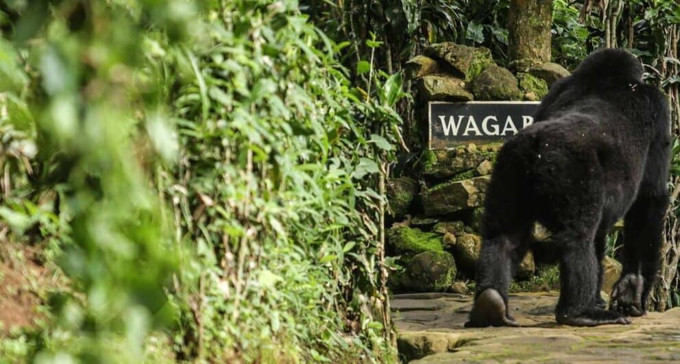 Four enchanting experiences to have in Bwindi Impenetrable Forest