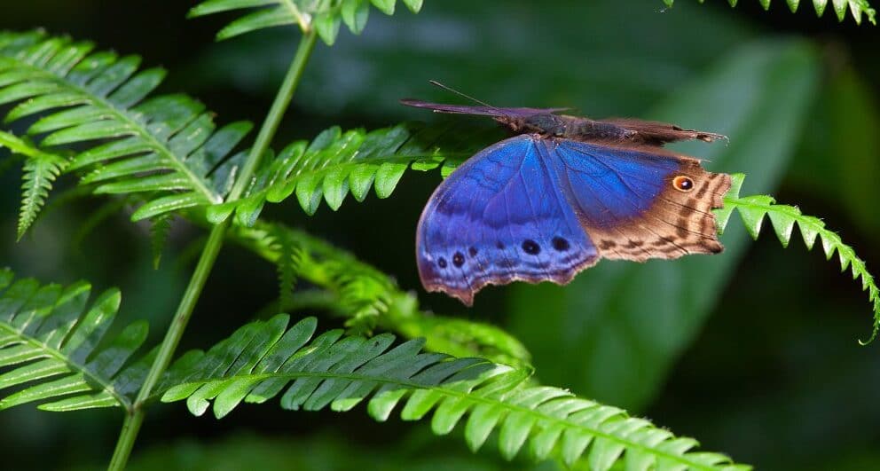 Four enchanting experiences to have in Bwindi Impenetrable Forest